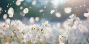 花如雪这首歌什么时候发布的呢？