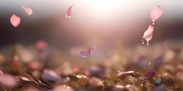 吹散花落的眼泪究竟是哪首歌？