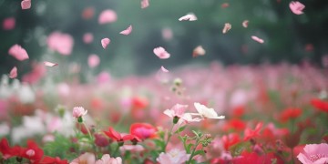偏偏飞花出自哪首歌？