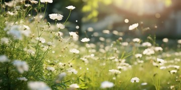 用什么歌能形容夏日茉莉的美？